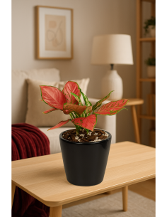 Buy lilly of china Online | Nabtaty