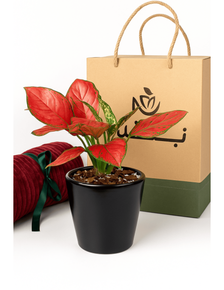 Buy lilly of china Online | Nabtaty