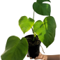 Blushing Philodendron Blushing Philodendron