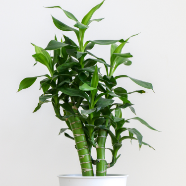 Brazilian Stick Plant