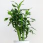 Brazilian Stick Plant Brazilian Stick Plant