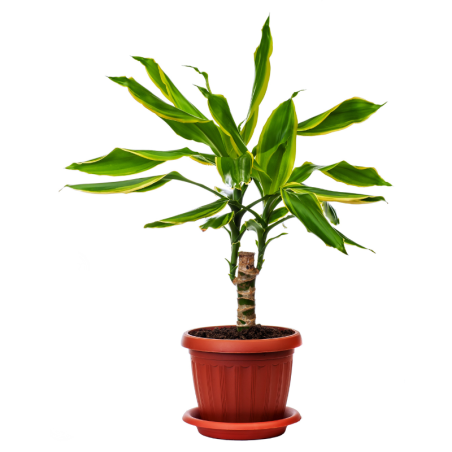 Buy Brazilian Stick Plant Online | Nabtaty