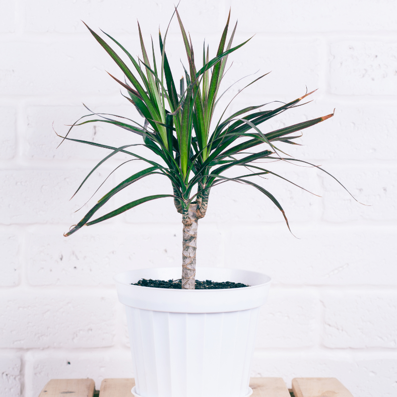 Dracaena fragans Dracaena fragans