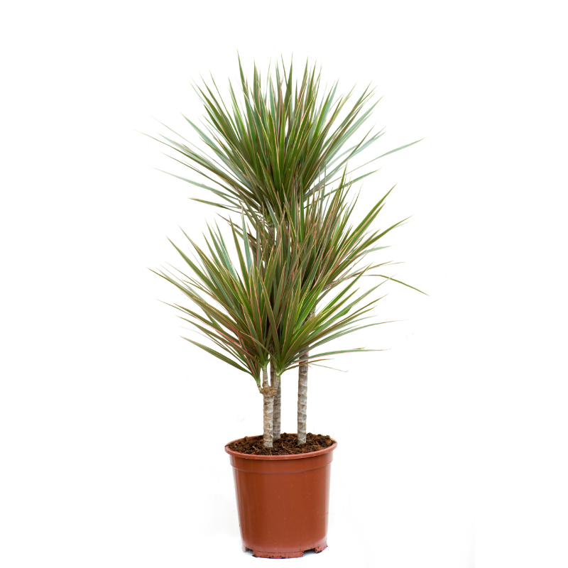 Dracaena angustifolia Dracaena angustifolia