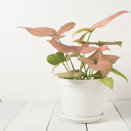 Buy Arrowhead vine Pink variegatged Online | Nabtaty
