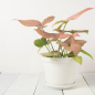 Arrowhead vine Pink variegatged Arrowhead vine Pink variegatged