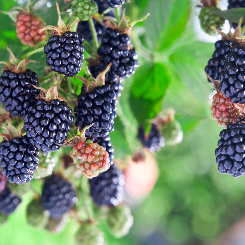 black berry