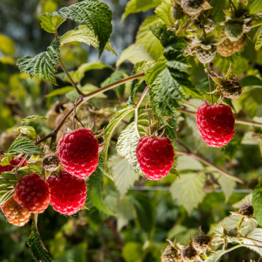 Buy Rasberry Online | Nabtaty