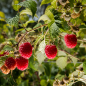 Rasberry Rasberry