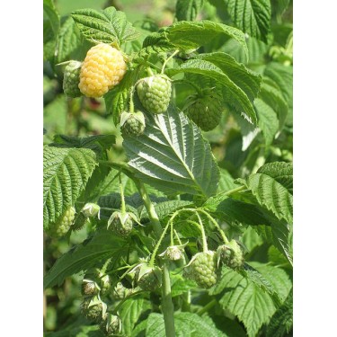 Buy Yellow Rasberry Online | Nabtaty