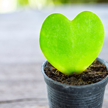 Buy HOYA HEART Online | Nabtaty