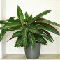 Calathea Green Calathea Green
