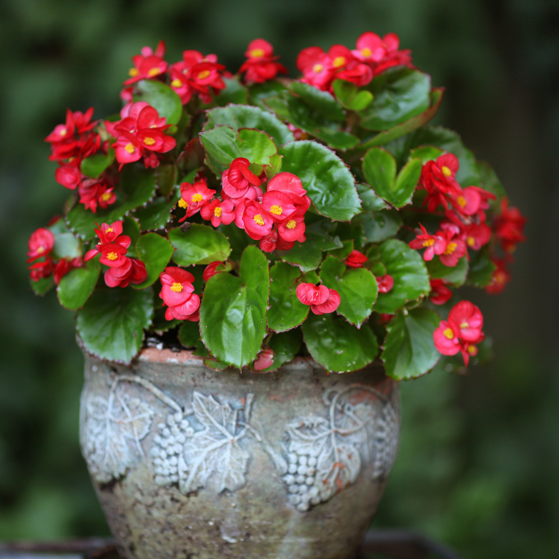 Begonia Begonia