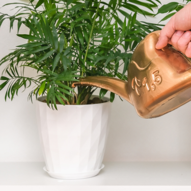 Buy bella palm Online | Nabtaty