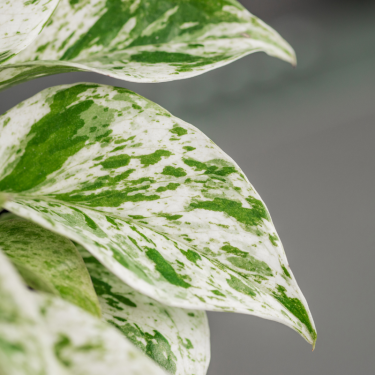 Pothos " Albo"