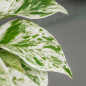 Pothos " Albo" Pothos " Albo"