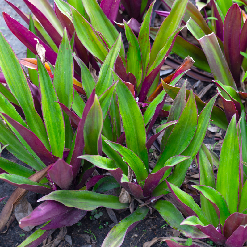 Oyster Plant Oyster Plant