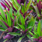 Oyster Plant Oyster Plant