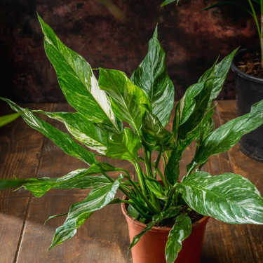 Buy Peace Lily "Albo" Online | Nabtaty