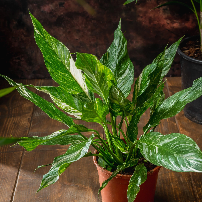 Peace Lily "Albo" variegated Peace Lily "Albo" variegated