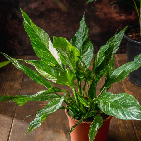 Buy Peace Lily "Albo" Online | Nabtaty