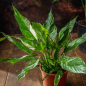Peace Lily "Albo" variegated Peace Lily "Albo" variegated