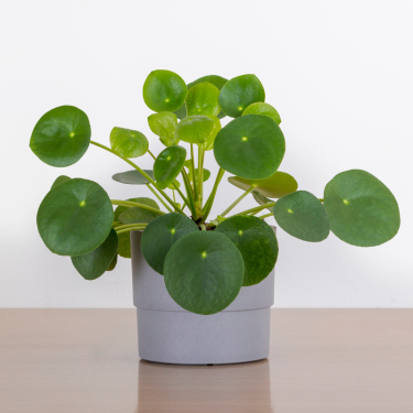 Buy Money Plant Online | Nabtaty
