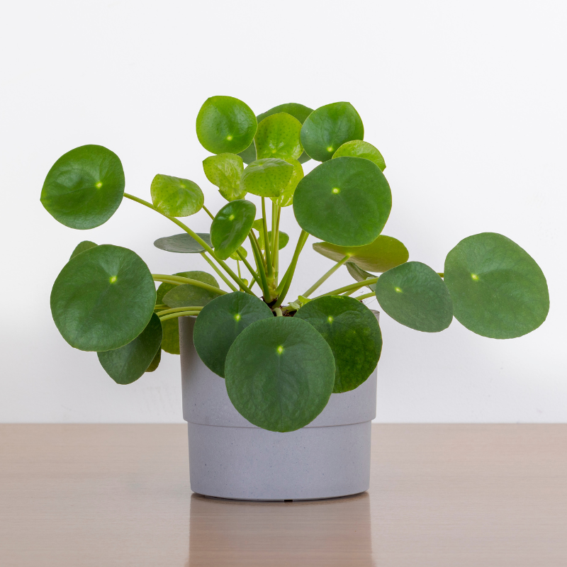 Money Plant Money Plant