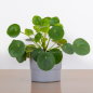 Money Plant Money Plant