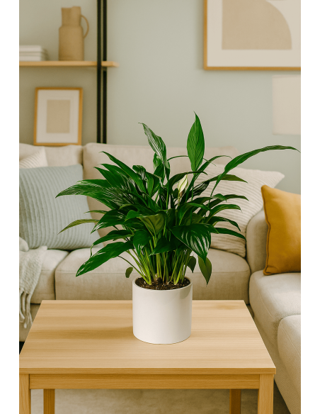 Buy Peace Lily Online | Nabtaty