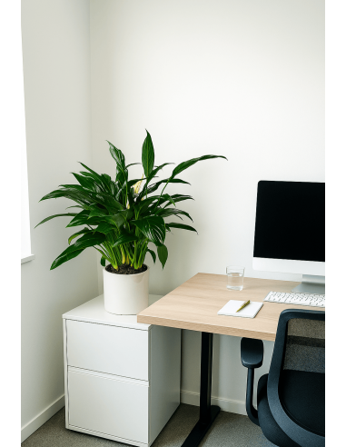 Buy Peace Lily Online | Nabtaty