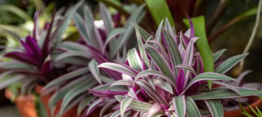 ترادسكانتيا سباثاسيا: نبتة المحار الفريدة والمميزة