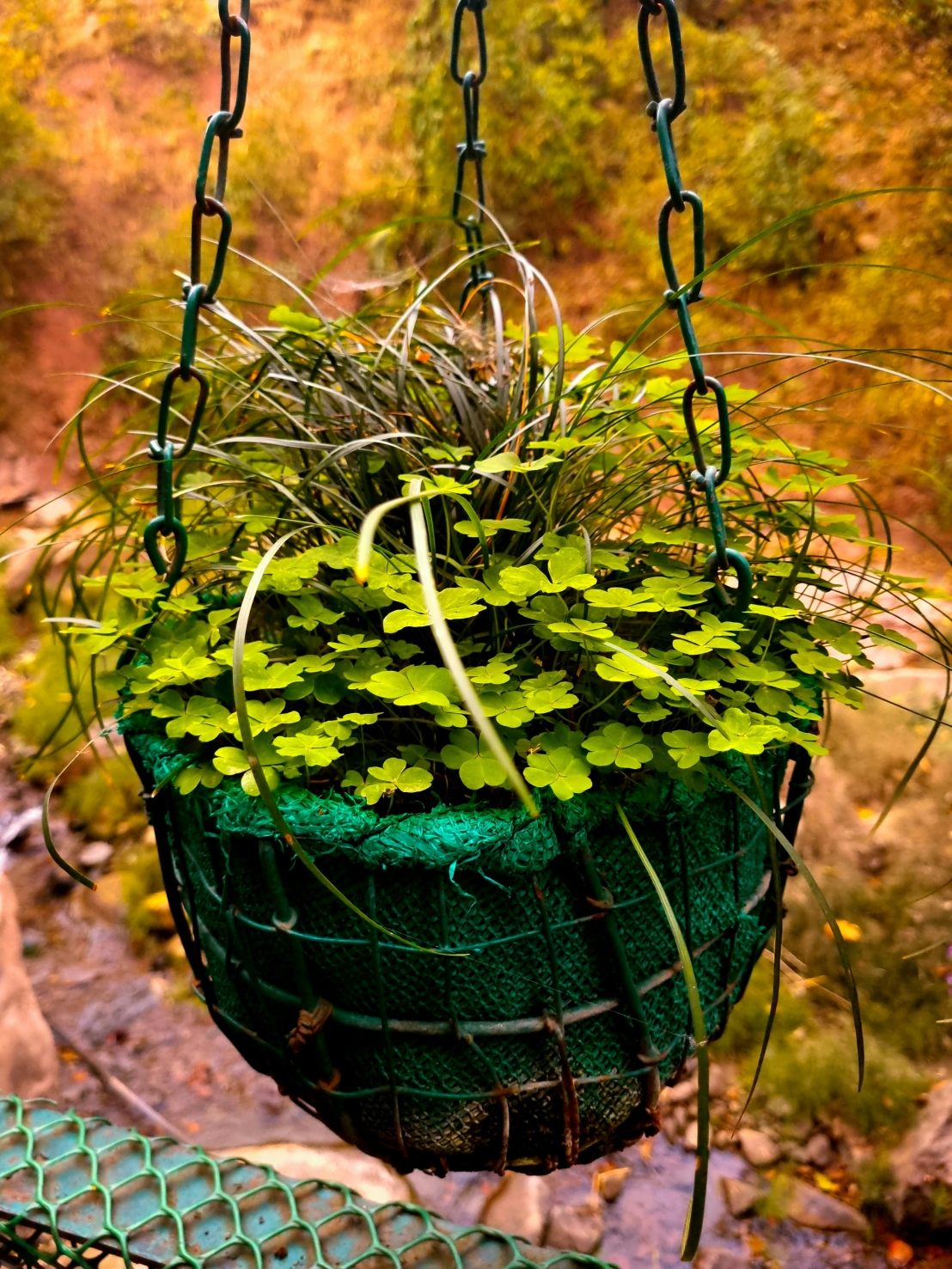 نباتات الندية – أفخاخ الطبيعة اللاصقة