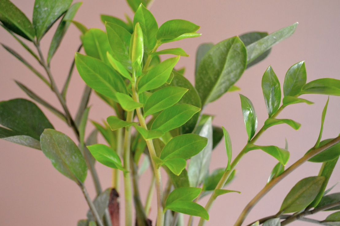 كيفية زراعة والعناية بنبات الألوفيرا: النبتة الشافية