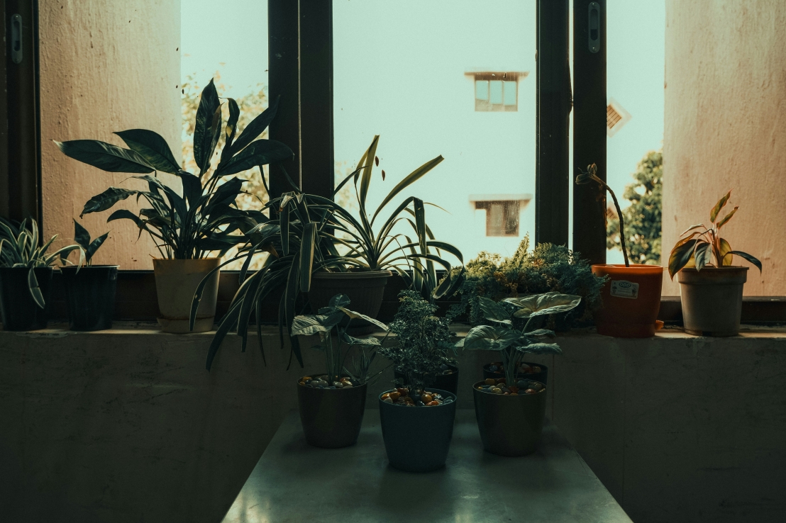 دور النباتات الداخلية في تعزيز الصحة النفسية وجودة الهواء