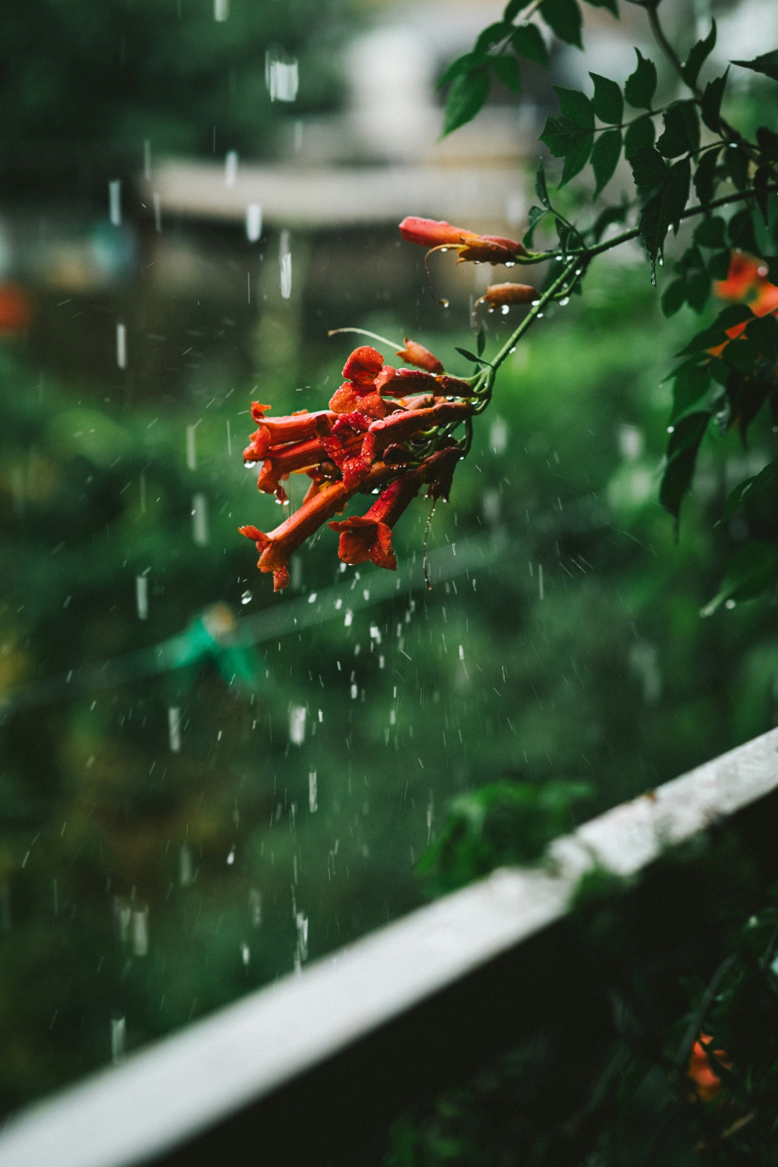 حدائق الأمطار – حلول طبيعية لإدارة المياه في المدن