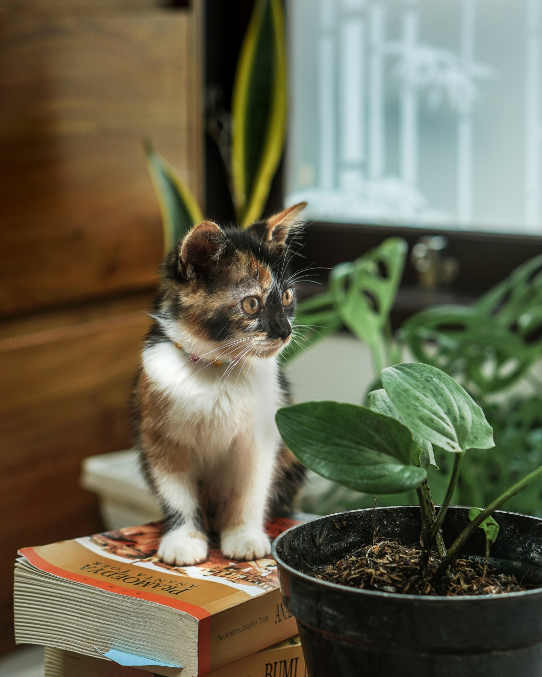 نباتات آمنة للأطفال والحيوانات الأليفة – خضرة منزلية بلا مخاطر