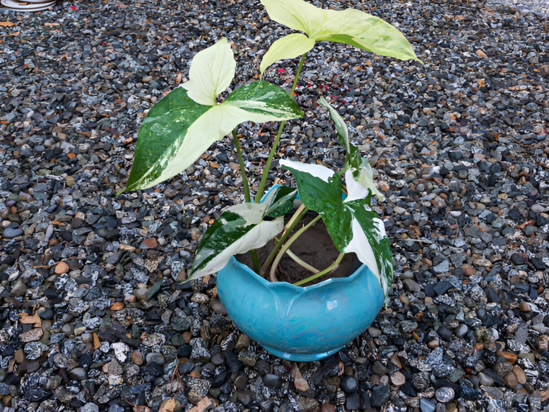 سينجونيوم بودوفيلوم: دليل شامل