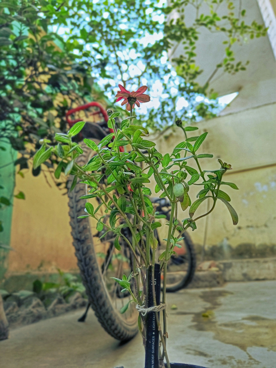 كيفية زراعة ورعاية نبات الأفعى – الدليل النهائي