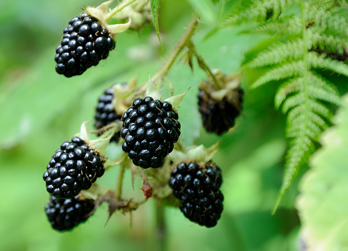 نبات التوت الأسود (Rubus spp.)