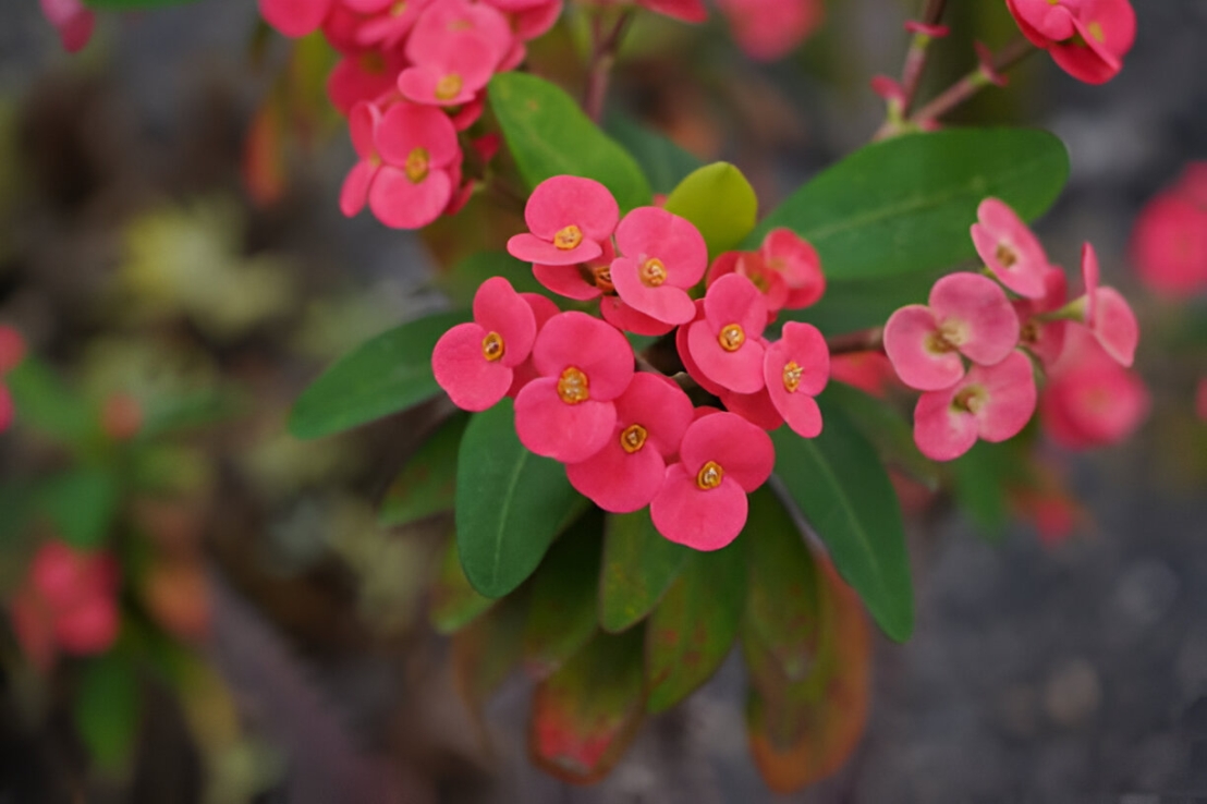 الإفوربيا ميلي: نبات تاج الشوك – نبات عصاري مذهل بتاريخه وفوائده