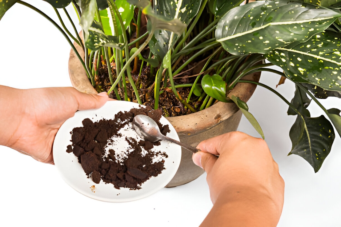 كيفية إعادة استخدام بقايا القهوة لتسميد النباتات الداخلية؟