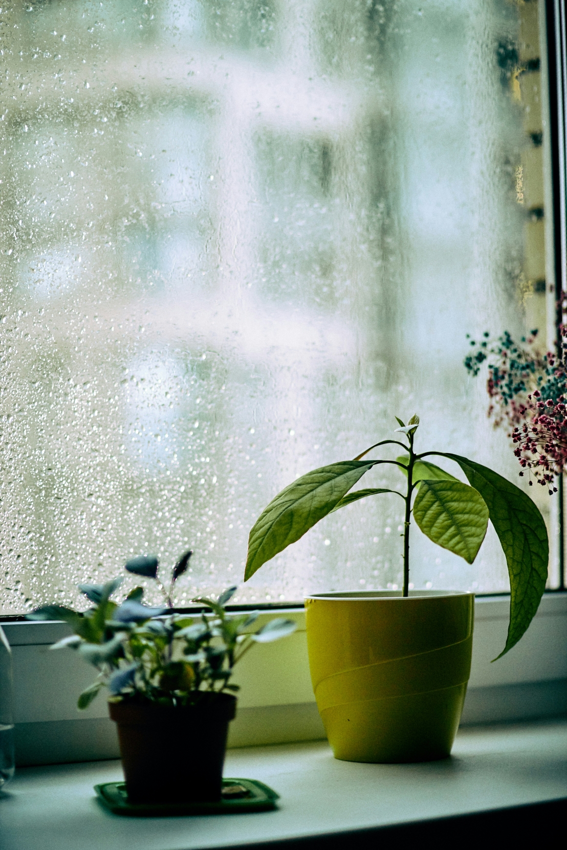 أفضل 5 نباتات داخلية لتنقية الهواء – تنفس هواء نقي في المنزل