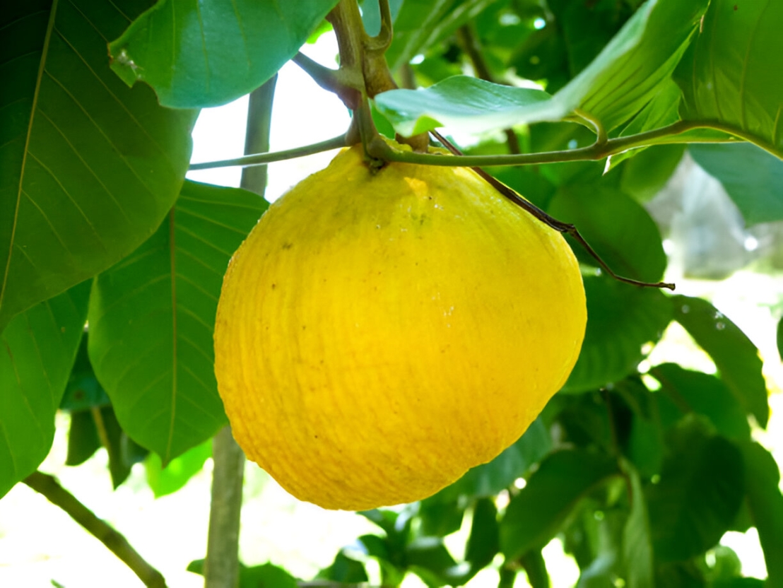 دليل العناية بنبتة دراسينا ليمون لايم (Dracaena Lemon Lime)