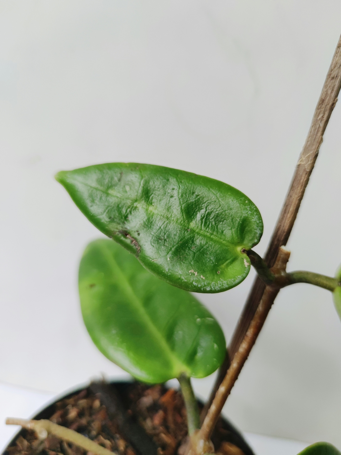 نبتة القيامة – النبتة التي تتحدى الموت