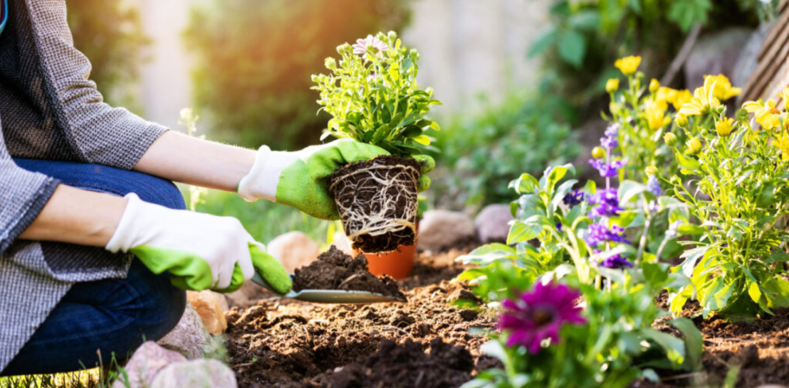 عام من الإزهار: رحلة البستنة شهرًا بشهر في الربيع