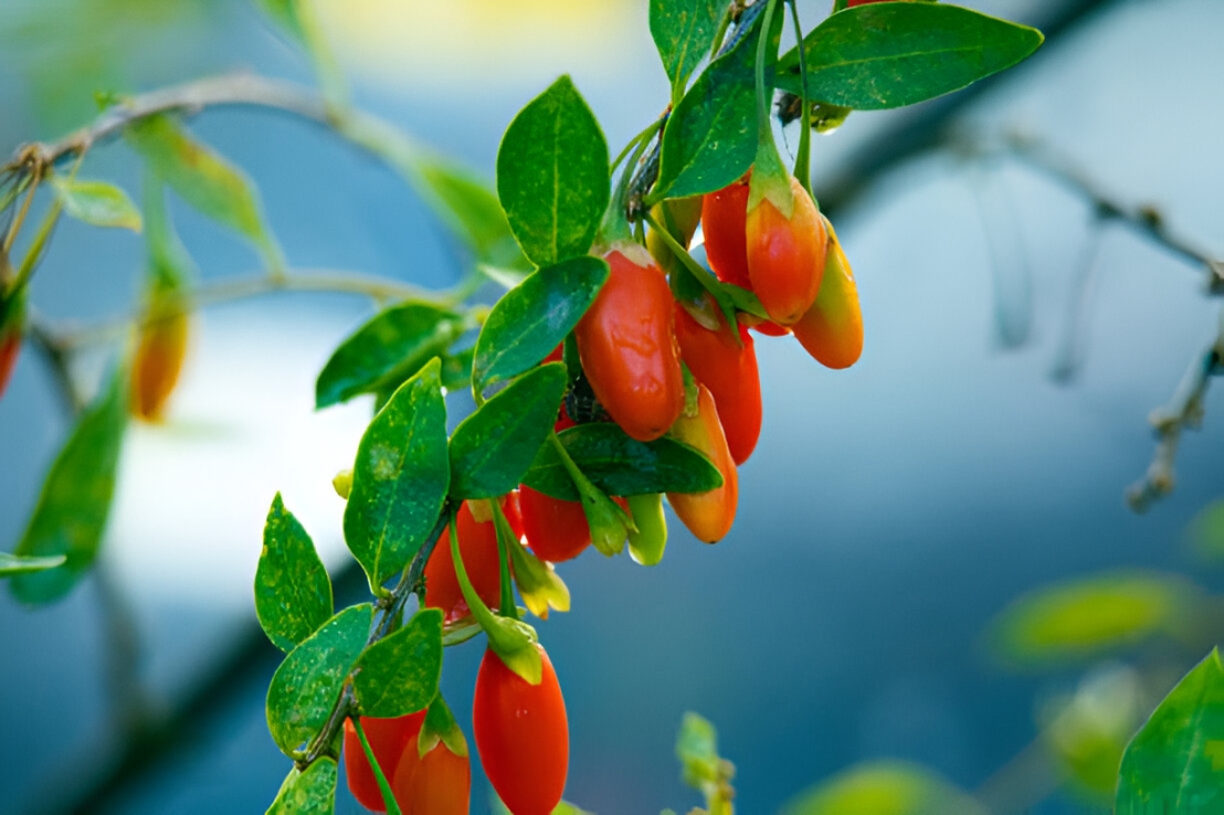 نبات التوت القوجي (Lycium barbarum & Lycium chinense)