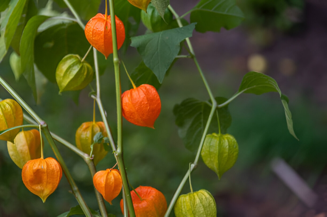 نبات الكرز الأرضي (Physalis)