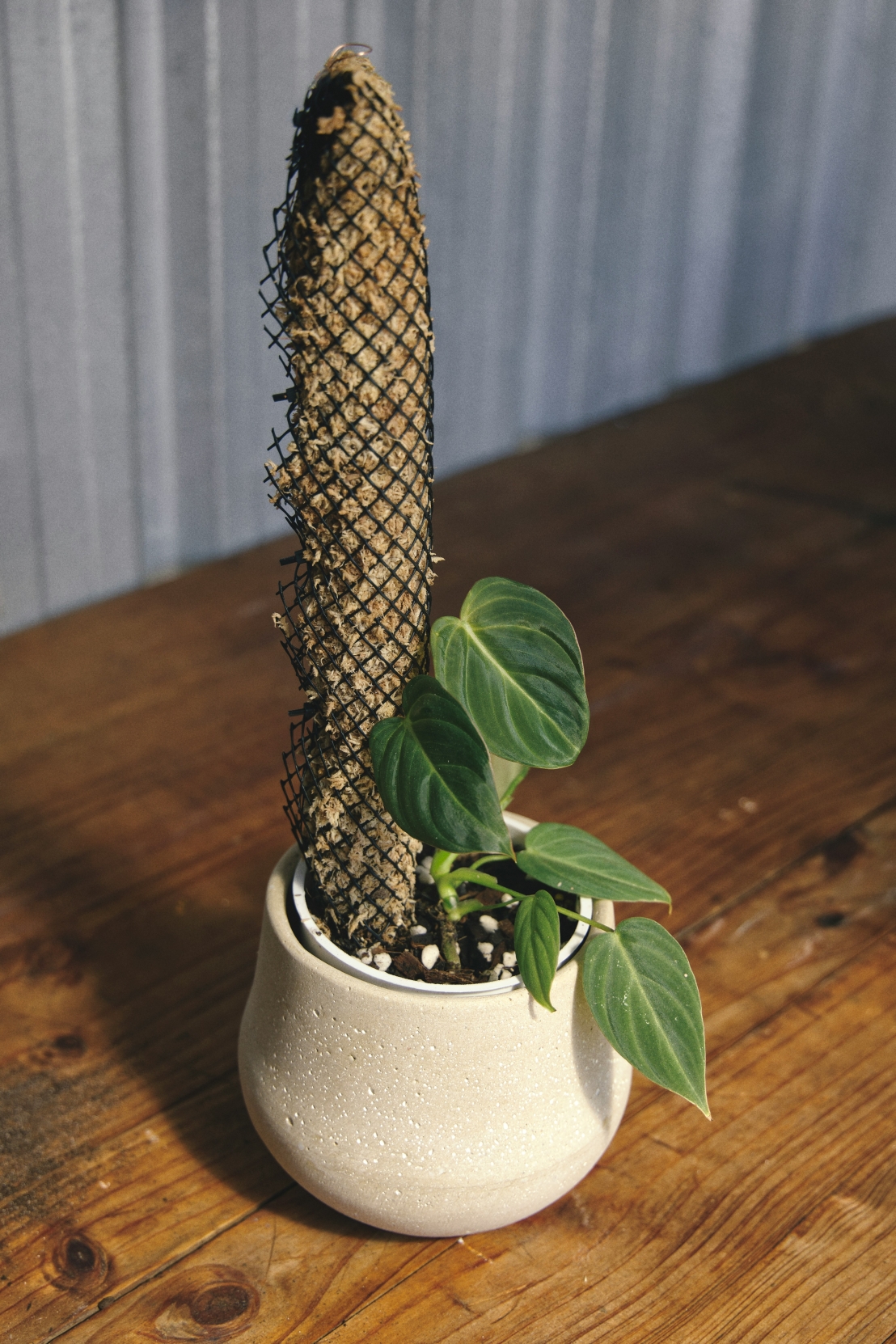 نبتة الثعبان – الجمال المنقّي للهواء الذي لا يحتاج لعناية