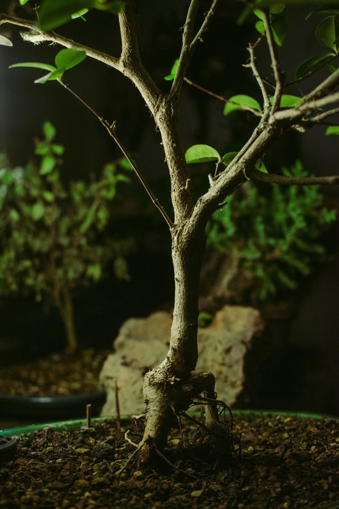 العالم الخفي تحت الأرض – القوة المذهلة لجذور النباتات